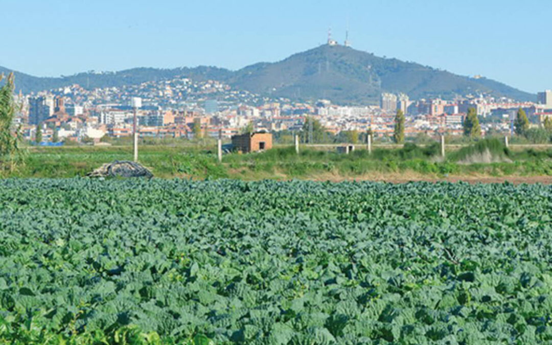 El Institut Agrícola rechaza el ataque al sector agroalimentario que supone ampliar la ZEPA del Baix Llobregat