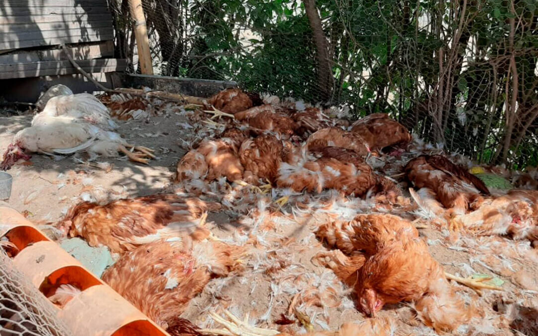 Fallecen más de 5.000 gallinas en una granja cántabra asfixiadas por el extremo calor