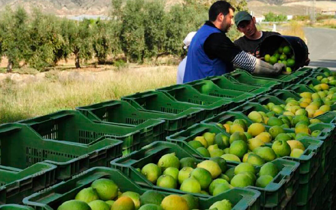Ailimpo lanza una nueva herramienta de cálculo de coste de producción individualizado para los productores de limón