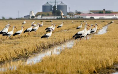 Casi el 100% de la producción de arroz andaluz se realiza con un modelo productivo sostenible