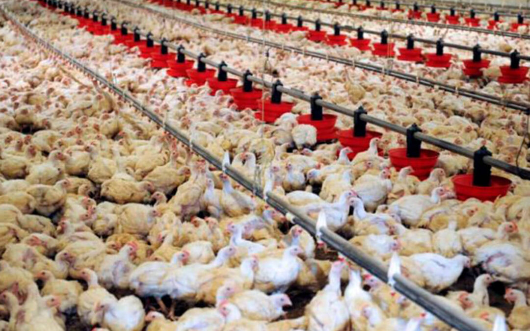 La Interprofesional de carne avícola no ve un desabastecimeiento pero sí asume los graves problemas del sector