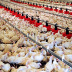 La Interprofesional de carne avícola no ve un desabastecimeiento pero sí asume los graves problemas del sector