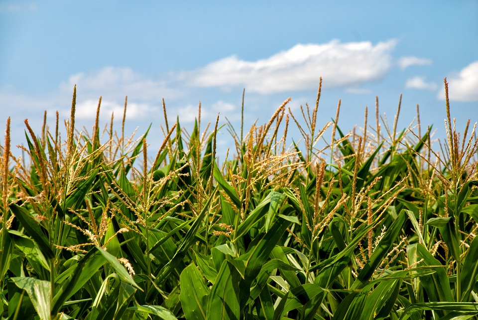 Los agricultores de regadío podrán sembrar hasta el 96% de sus tierras de maíz, pero cobrarán menos ayudas de la PAC