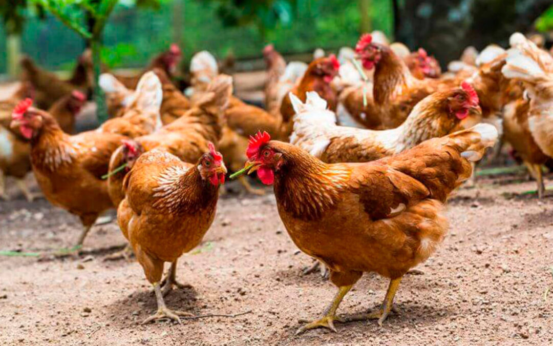 Otro golpe al sector: “La UE abre sus puertas al pollo de Marruecos y despluma a nuestros ganaderos”