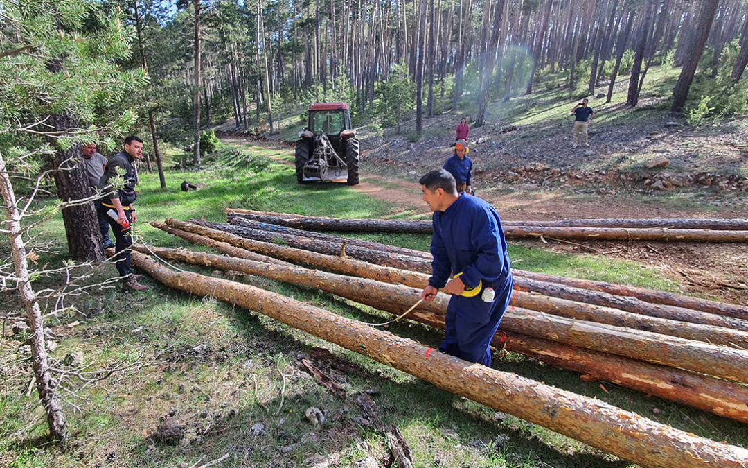 Montes Universales-Alto Tajo: madera procedente de gestión sostenible para uso en construcción