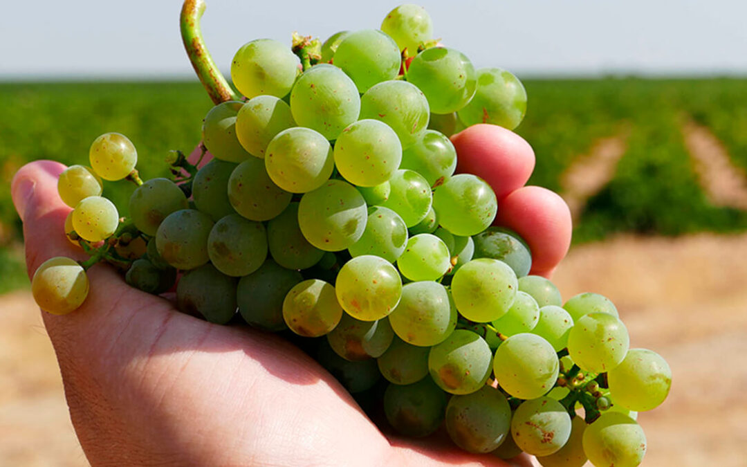 La prensa alemana se rinde ante los vinos de la DO Rueda, que ven como «la joya del vino blanco»