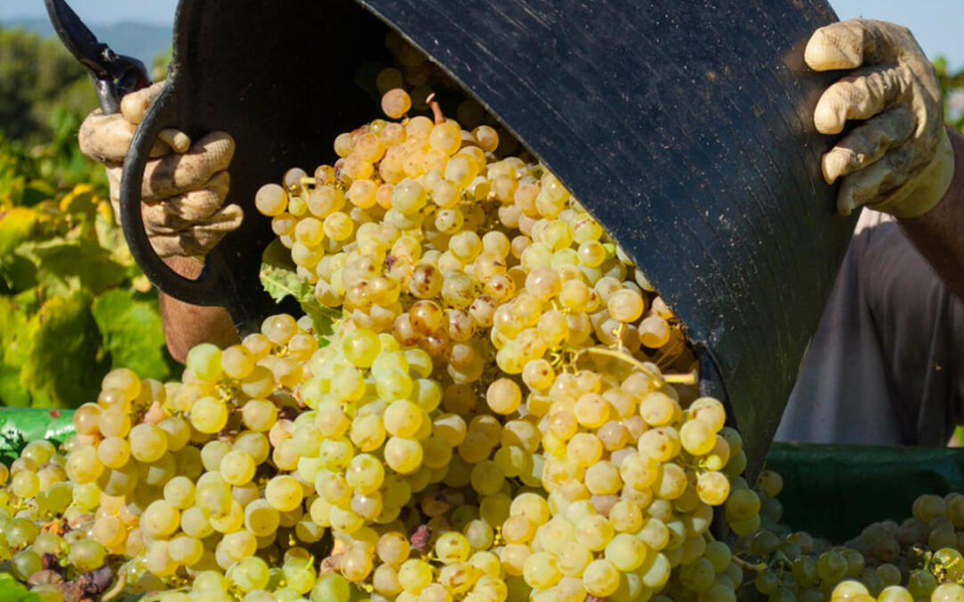 El coste medio de producción de la uva para el cava es de 0,40 euros por kilo, según un estudio