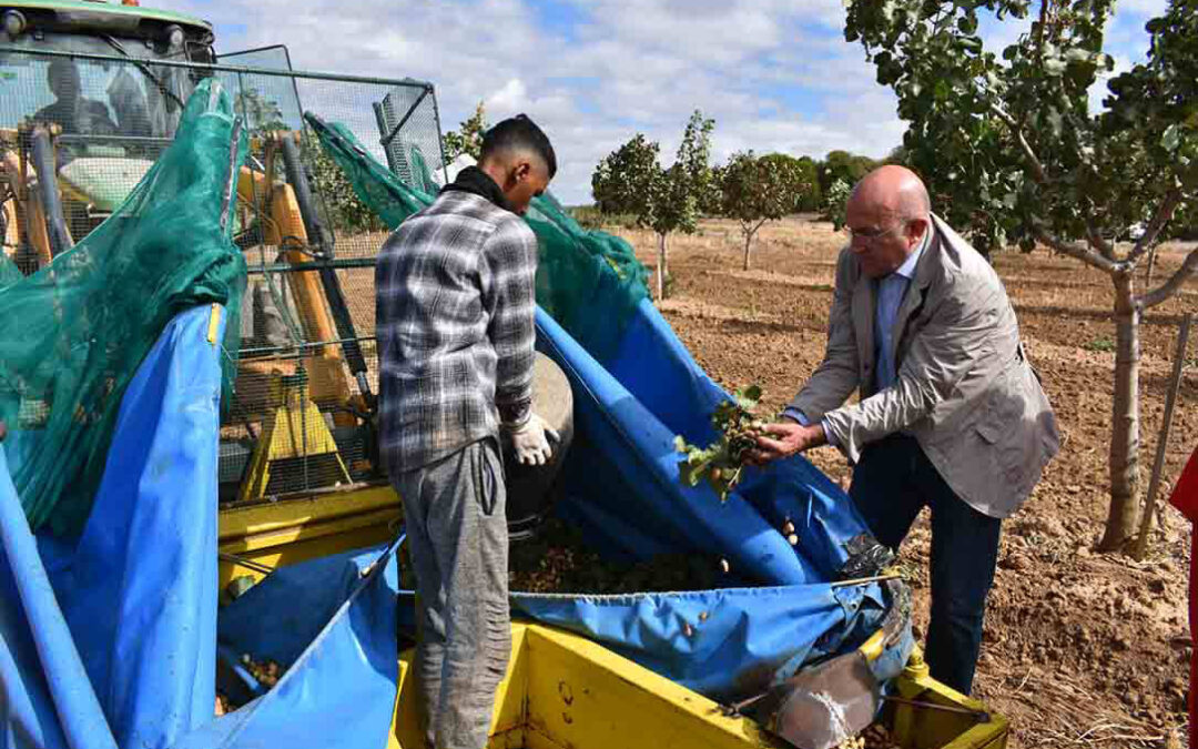 El cultivo del pistacho gana terreno en España y podría llegar a las 240.000 hectáreas para cubrir la demanda europea