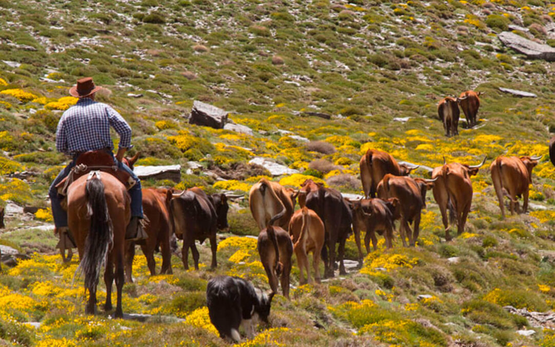 Arranca otra edición de la Escuela de Pastores andaluza con la novedad de un seminario permanente de ganadería de montaña