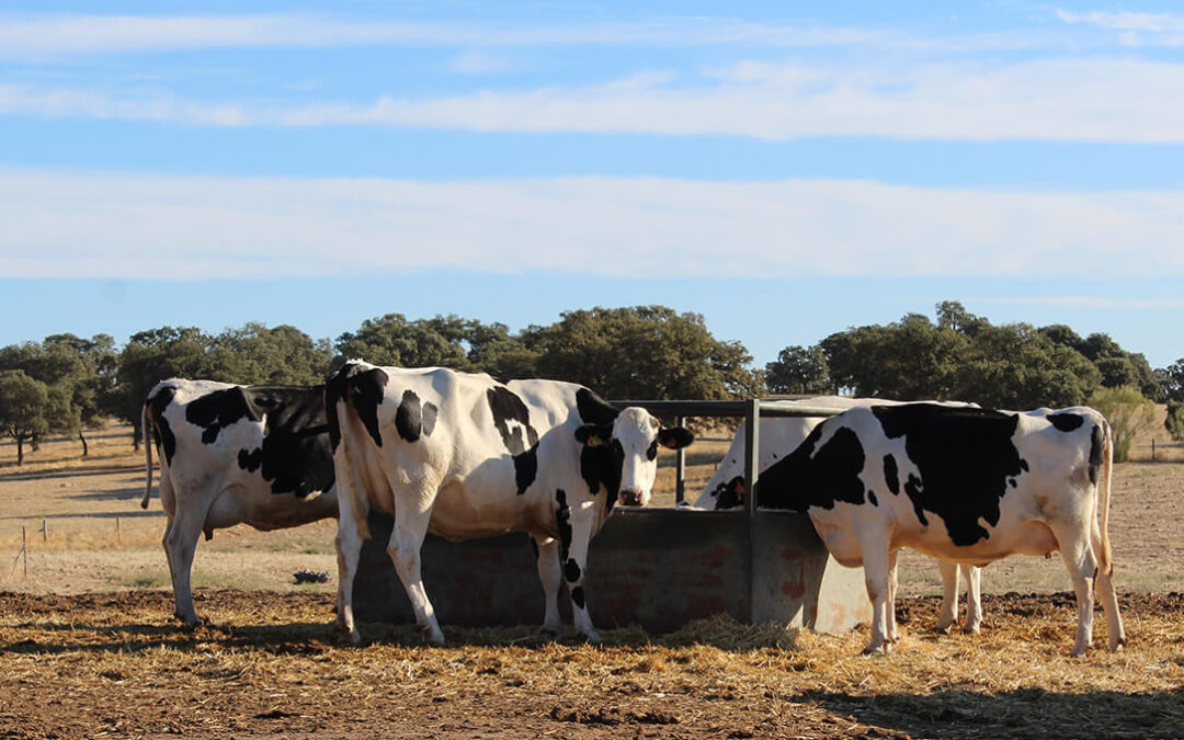 Impacto de la ola de calor: El estrés térmico provoca una bajada de la producción en las granjas lácteas
