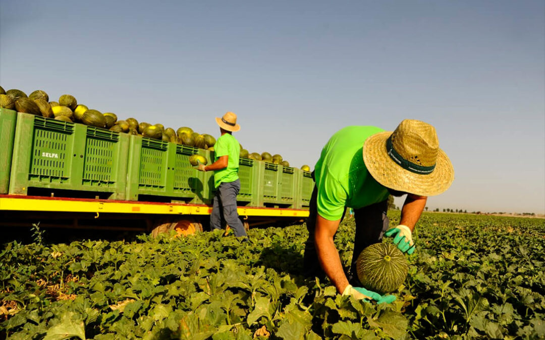 Castilla-La Mancha comenzará la campaña del melón y la sandía con un 11% menos de superficie sembrada de estos cultivos
