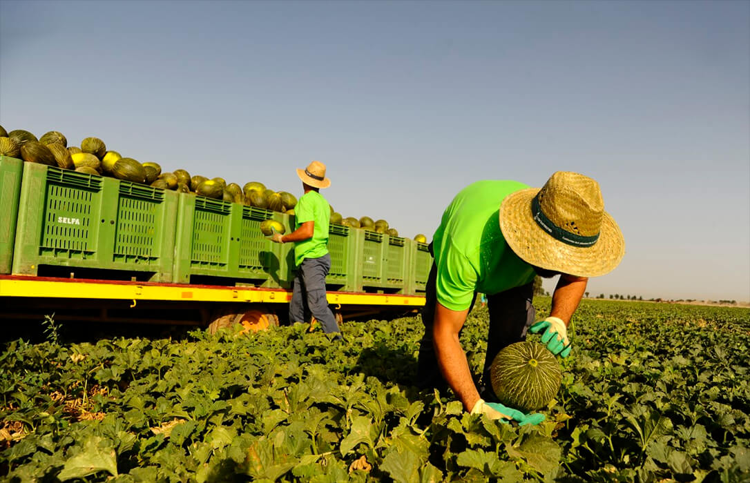Castilla-La Mancha comenzará la campaña del melón y la sandía con un 11% menos de superficie sembrada de estos cultivos