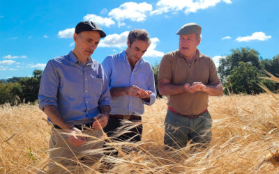 EEUU apuesta por el trabajo de los agricultores gaditanos para sembrar la espelta