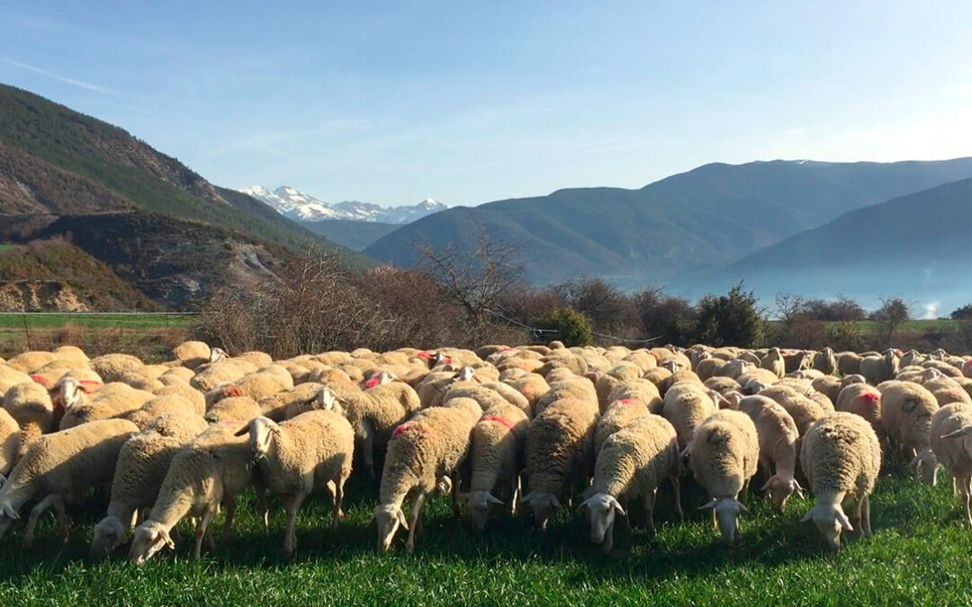 La competencia desleal con la carne de cordero del acuerdo con Nueva Zelanda puede hundir al sector español