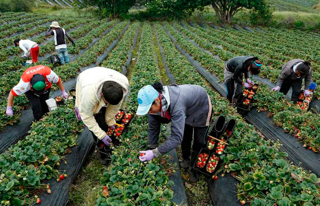 El paro agrícola subió un 6,42% en junio cuando más quejas hay del sector por falta de mano de obra