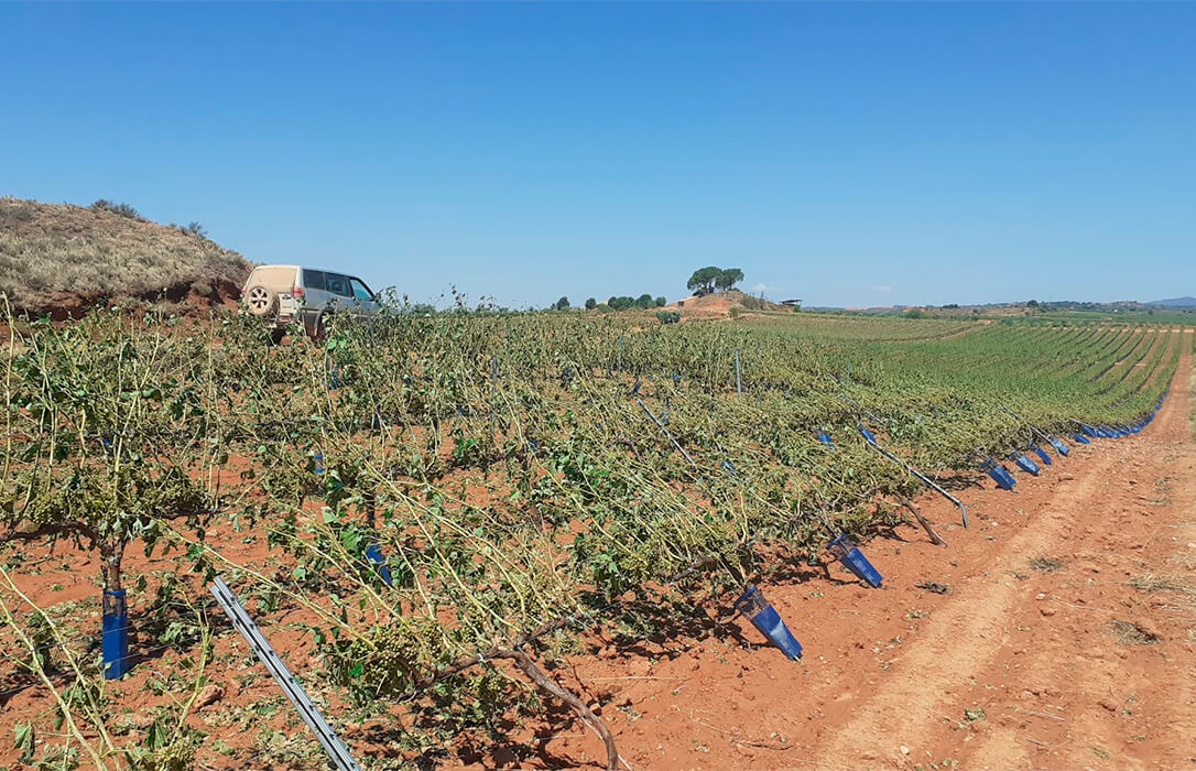 El pedrisco golpea de nuevo la Comunitat Valenciana y provoca daños de diversa gravedad en los cultivos