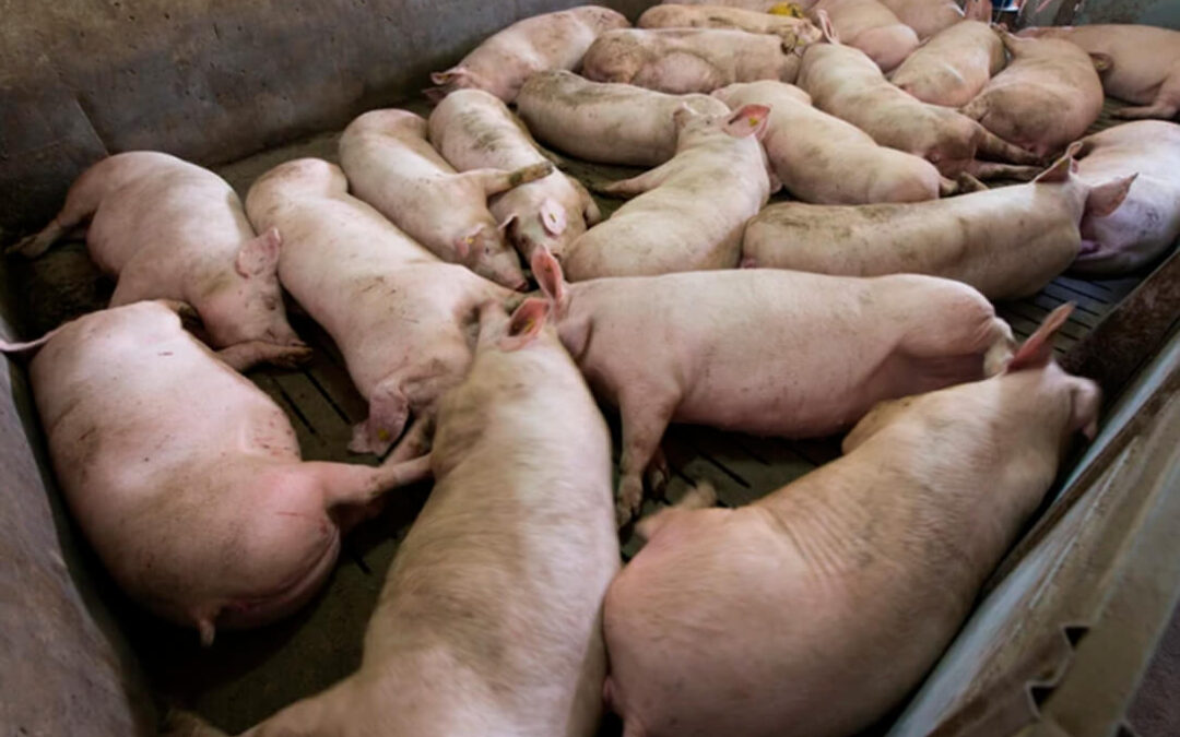 Piden responsabilidad a las empresas importadoras para evitar la entrada de la peste porcina a nuestro país