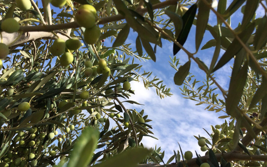 Phytoma presenta en Antequera los principales avances y retos fitosanitarios del cultivo del olivo