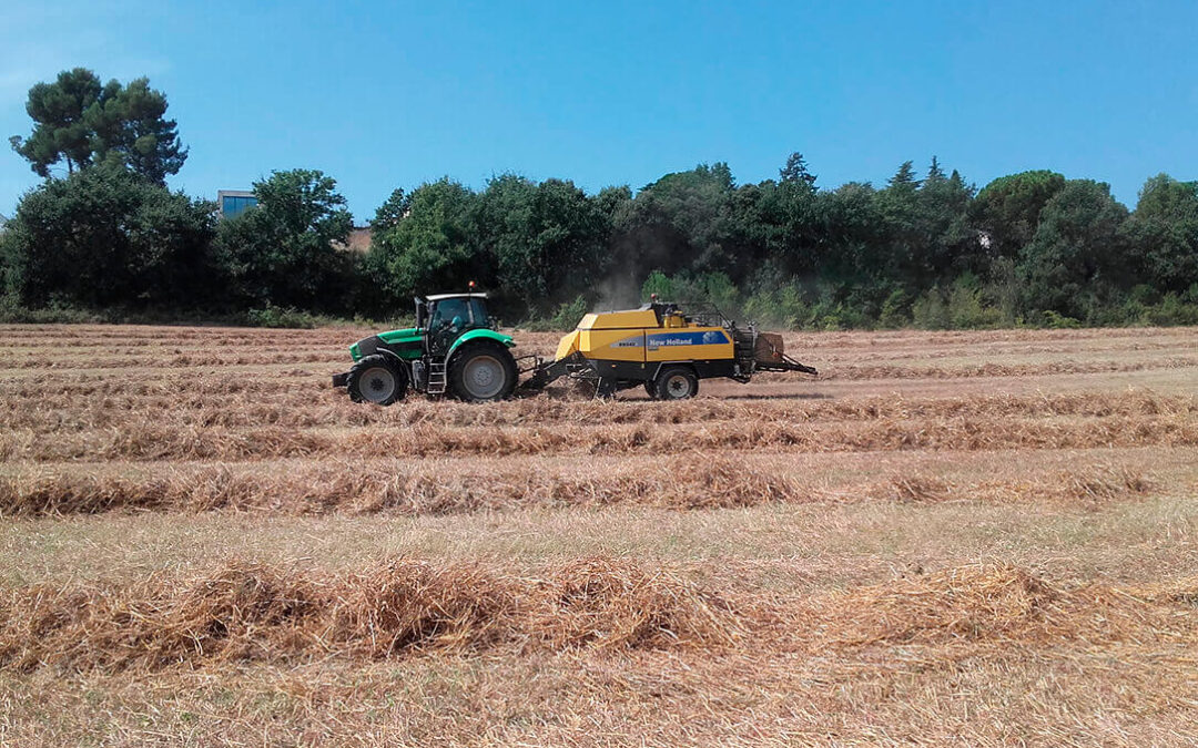 El mercado cerealista se frena: El trigo y la avena vuelven a la lonja de León con unos precios por debajo de las expectativas