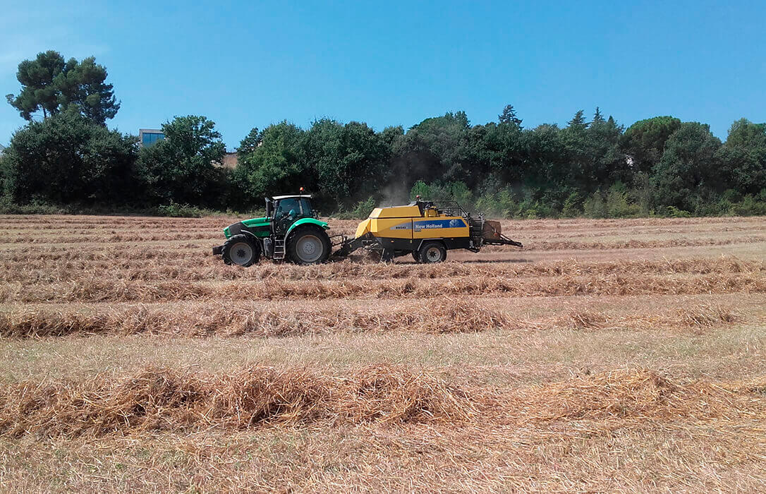 El mercado cerealista se frena: El trigo y la avena vuelven a la lonja de León con unos precios por debajo de las expectativas