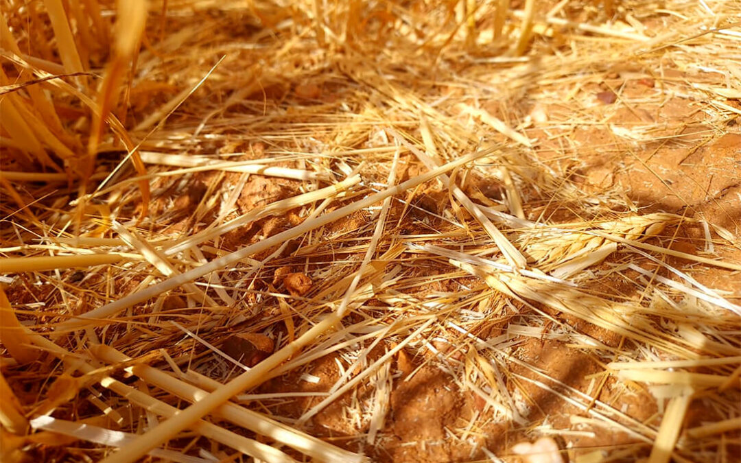 Agroseguro abona 32,6 millones por un tercio del casi millón de hectáreas de cereal afectadas este año