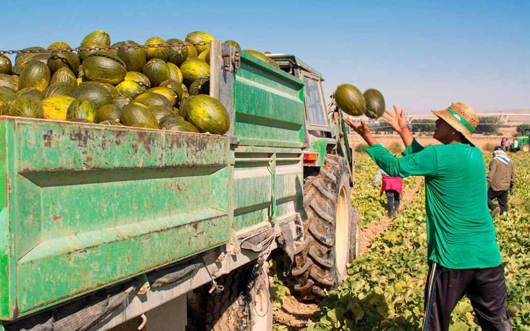 La verdad que esconde el precio de la fruta: «Los intermediarios se forran mientras los agricultores nos arruinamos»