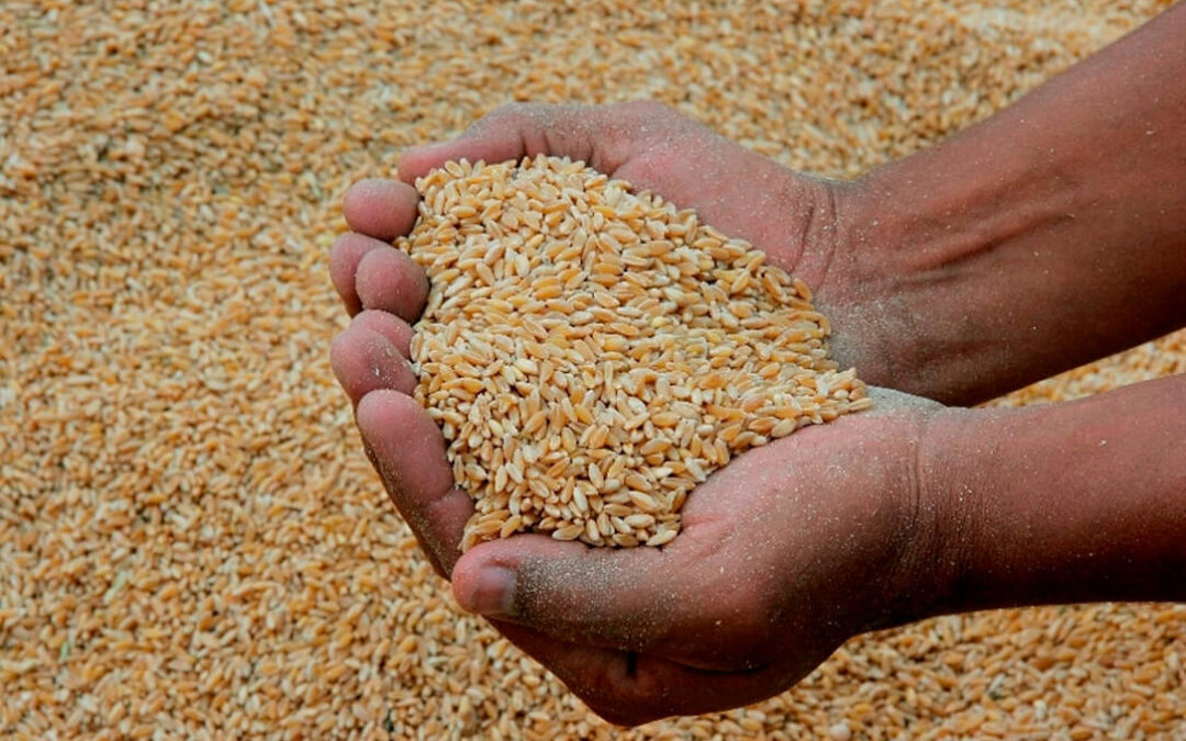 El Gobierno de Argentina insiste en que se pague por el uso propio de las semillas obtenidas a partir del cultivo