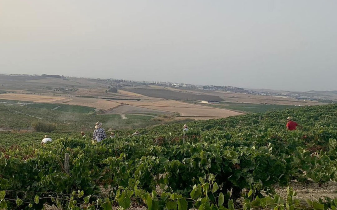 La emblemática Bodega Estevez comenzó su vendimia al alba en su histórica viña Valdespino de Jerez