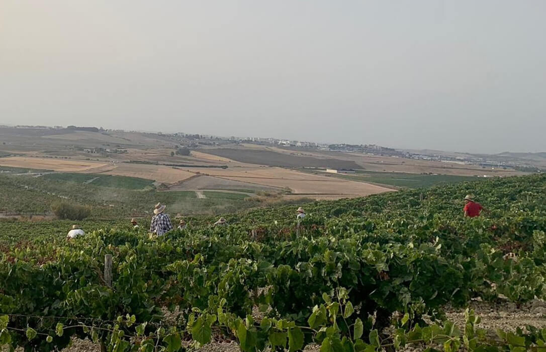 La emblemática Bodega Estevez comenzó su vendimia al alba en su histórica viña Valdespino de Jerez