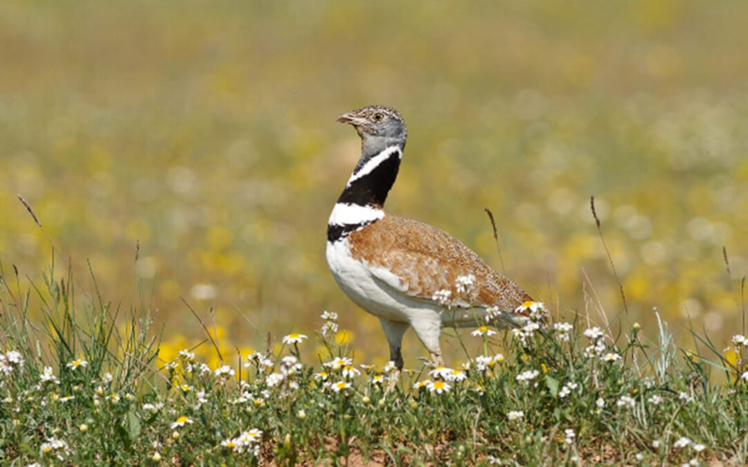 La industria agroalimentaria navarra también se opone al Plan de Recuperación y Conservación de las Aves Esteparias