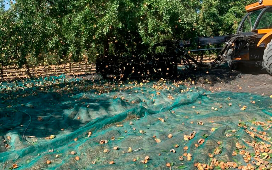 Comienza una recolección del almendro en Córdoba marcada por el recorte de la dotación de riego y su menor producción