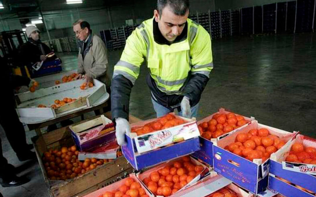 Piden explicaciones ante un acuerdo de la UE con Sudáfrica para permitir desembarcar naranjas sin tratamiento en frío