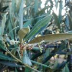 La falta de agua ya ha reducido en un 50% la producción de olivar en Extremadura y afectará también a la viña