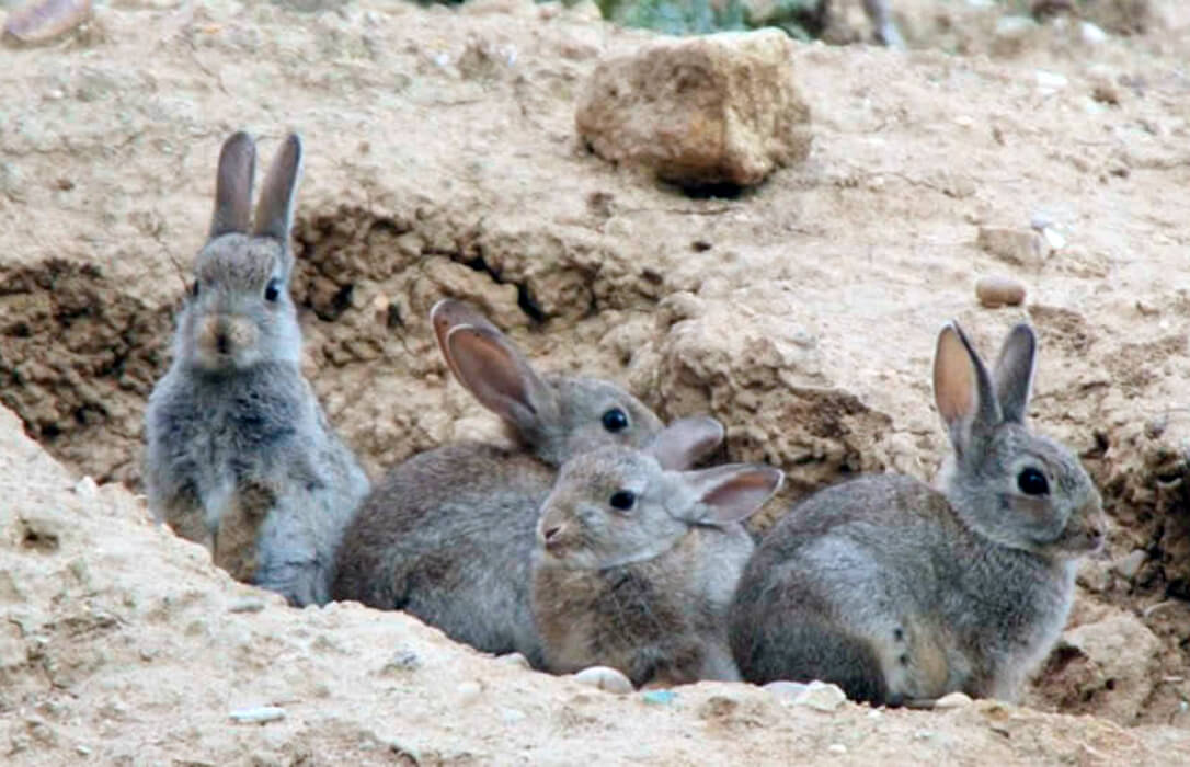 Un estudio quiere probar si la Junta de CLM está soltando conejos híbridos que arrasan las cosechas