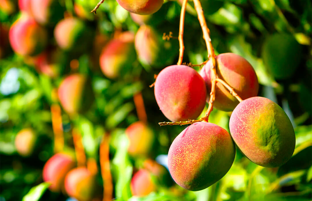Consideraciones y reflexiones agronómicas sobre la industria del mango