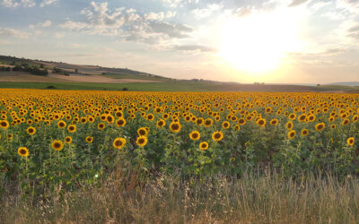 Lección práctica de un agricultor: Todo lo que quería saber sobre el cultivo del girasol y nadie se lo había explicado