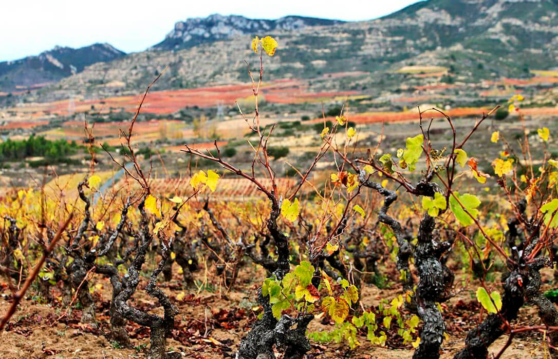 Satisfacción en la DOCa Rioja porque el viñedo singular avanza hacia su consolidación