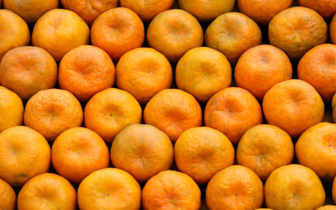 La UE intercepta los primeros envíos de naranjas y mandarinas sudafricanas de la campaña infestadas de falsa polilla y mancha negra