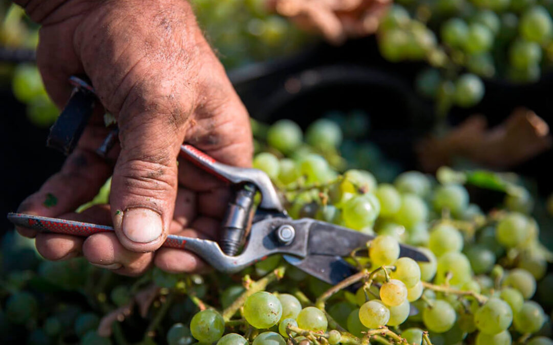 La Interprofesional del Vino de España lanza GESVID, una aplicación para la gestión de costes de cultivo de viñedo