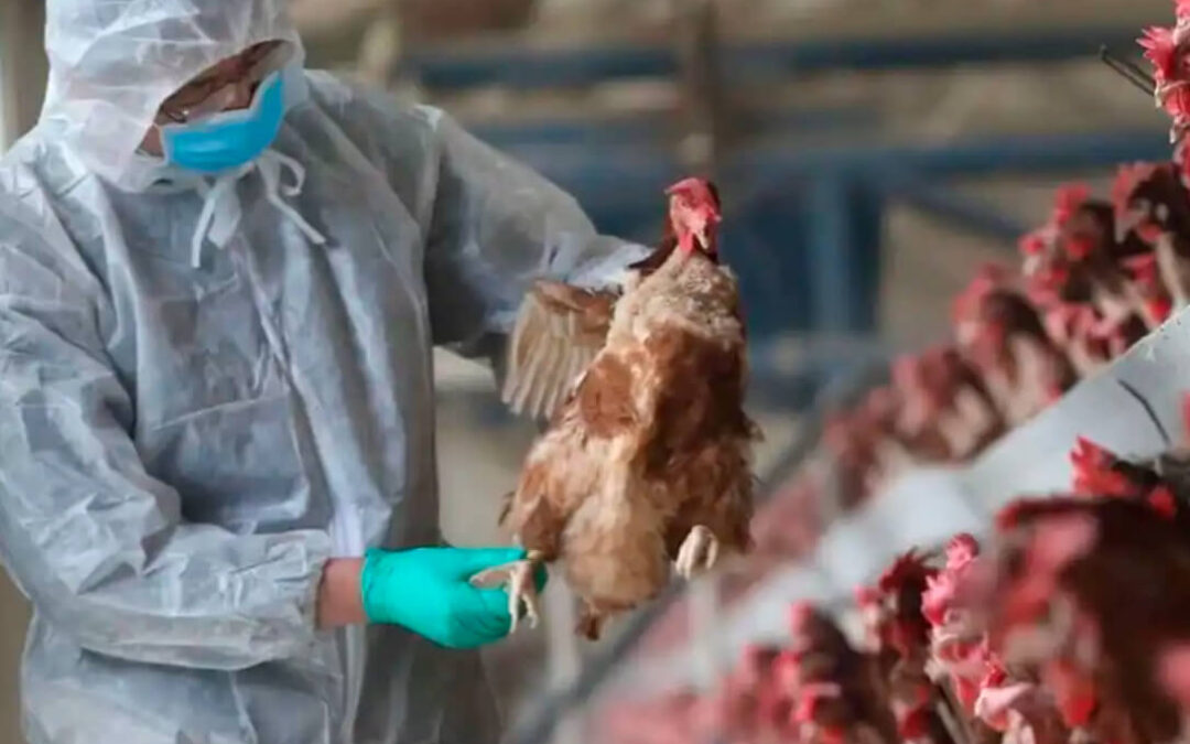 Planas insta a reforzar bioseguridad en las explotaciones agropecuarias ante la gripe aviar y la peste porcina