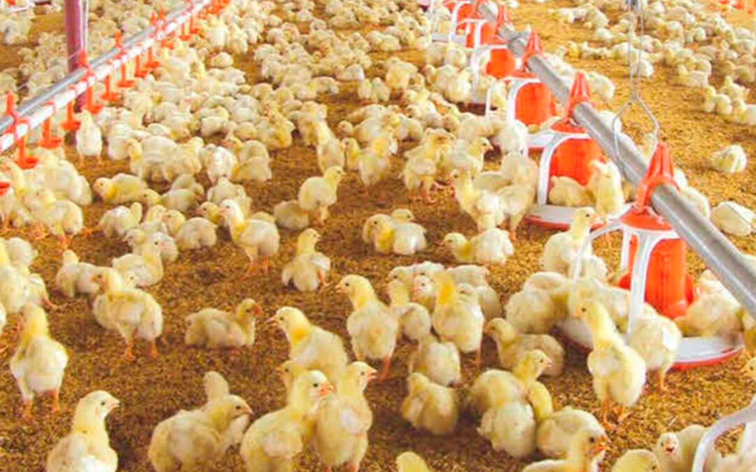 Nuevo foco de gripe aviar en Huelva que afecta a 37.000 aves de pollos de engorde
