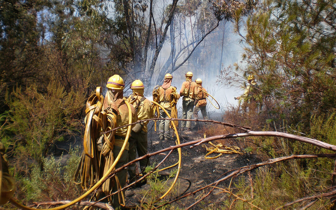 El Gobierno aprueba medidas para poder combatir los fuegos forestales durante «todo el año»