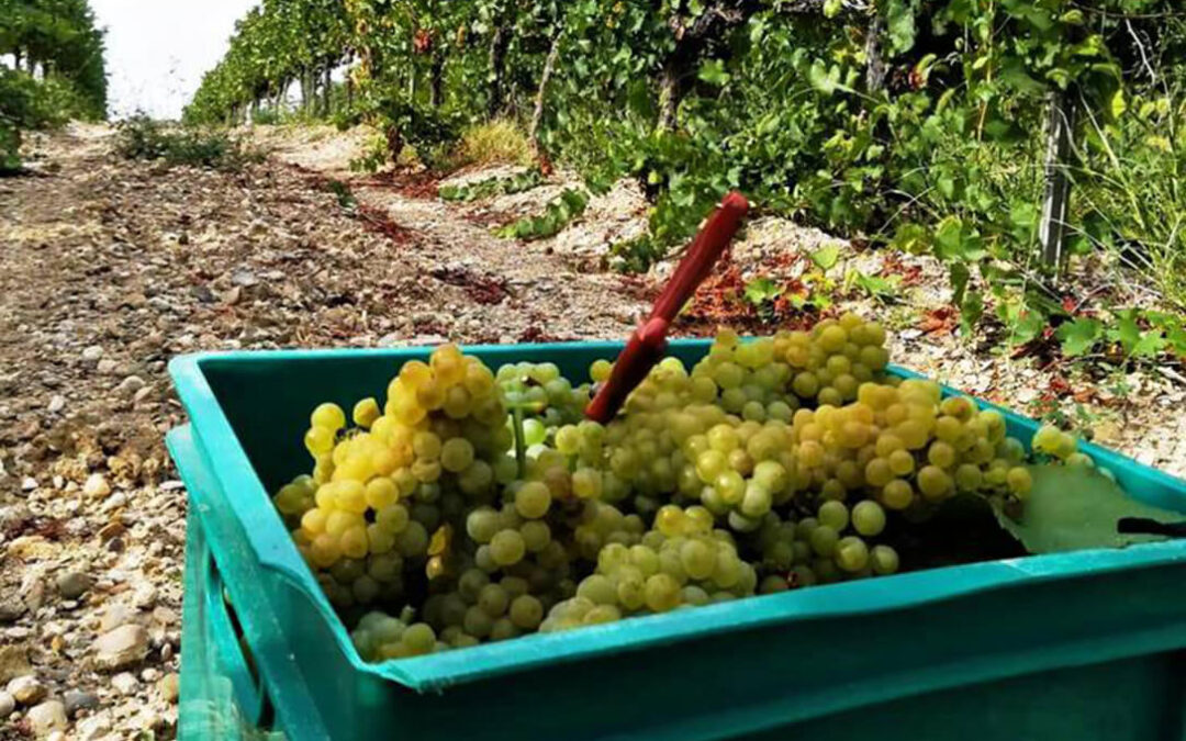 La primera en la frente: las bodegas extremeñas acuerdan pagar la uva a 0,1442 €/kg cuando el coste previsto es de 0,40