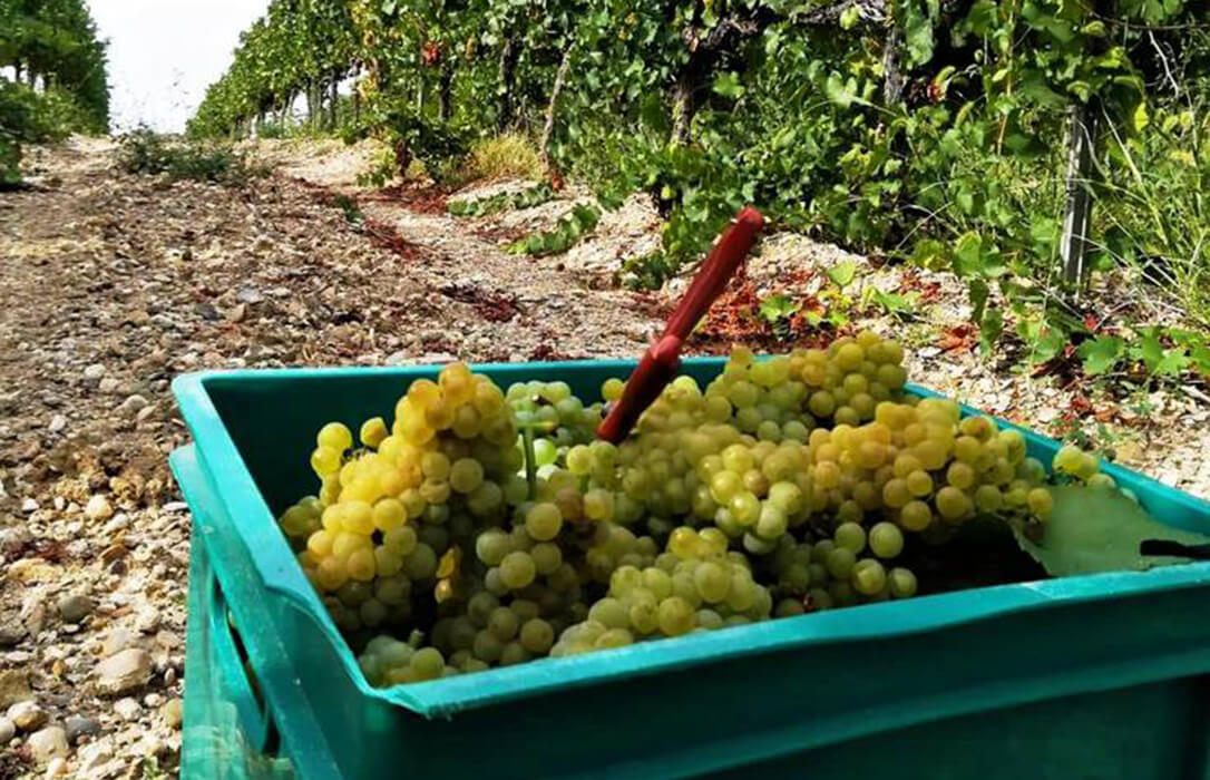 La primera en la frente: las bodegas extremeñas acuerdan pagar la uva a 0,1442 €/kg cuando el coste previsto es de 0,40