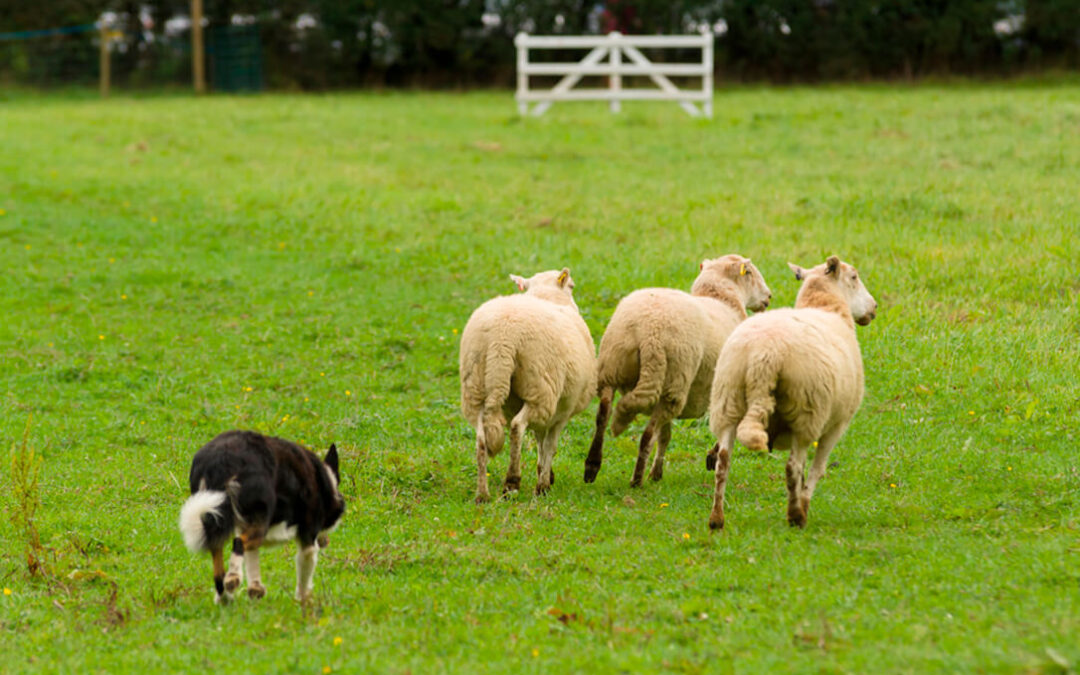 Otro enfado más con la Ley de Protección Animal: deja a los perros pastores como animales de compañía
