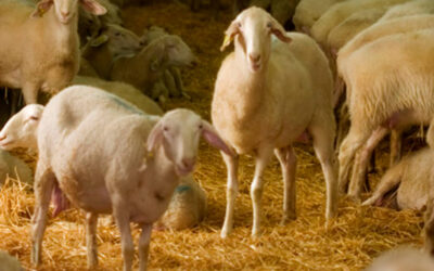 La Granja de Desarrollo Ovino AGM obtiene la certificación Libre de Antibióticos de la Agencia VERYCER