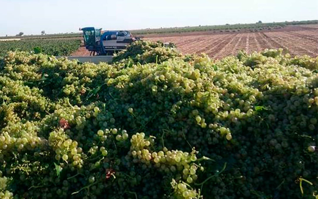 El precio de la uva en Extremadura acabará en los tribunales con demandas entre los propios productores