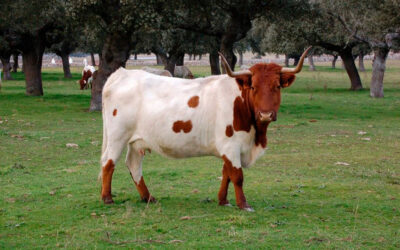 Andalucía abre el plazo, hasta el 30 de septiembre, para la solicitud de ayudas para la conservación de razas ganaderas