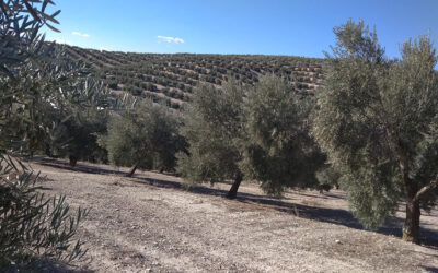 Un proyecto de bioeconomía circular busca dar nuevo uso a los residuos del olivar