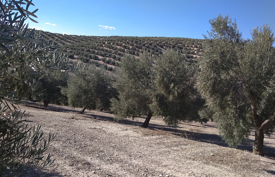 Un proyecto de bioeconomía circular busca dar nuevo uso a los residuos del olivar